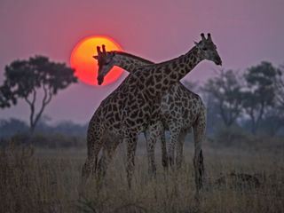 Naturwunder Okawango