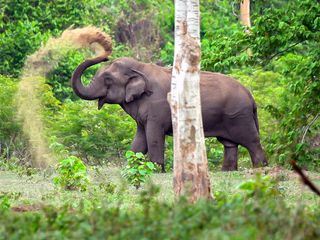 Thailands faszinierende Wildnis