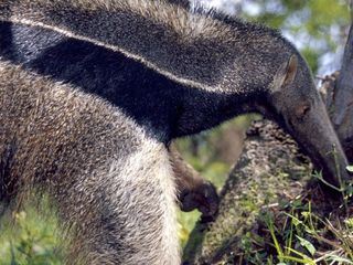 Big Five Suedamerika