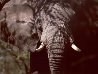Grosser Elefant - Kleiner Elefant