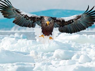 Japans wilder Norden