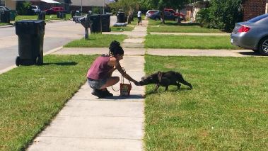Pitbulls auf Bewaehrung