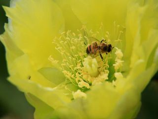 David Attenboroughs Wunder der Natur