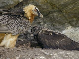 Naturerbe Österreich - Die Nationalparks