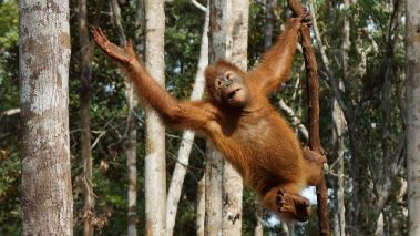 Att bli orangutang