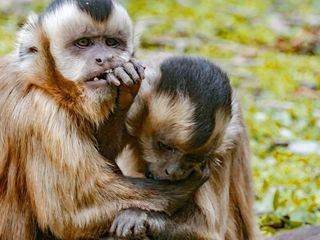 Die wilden 12 - Unsere Zoos im Westen