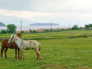 Ungezaehmtes Albanien Ungezaehmtes Albanien