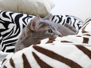 Der Katzenfluesterer