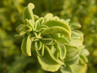 Die Welt der Gewuerze