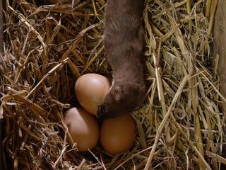 Wildes Amerika: Im Herzen der USA