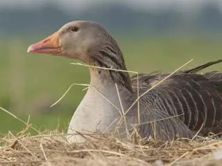 Tierisch schlau!