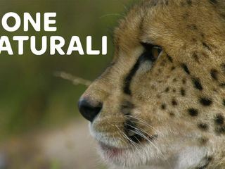 Afrikas Big Five
