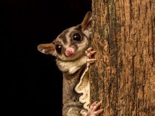 Little Giants - Kleine Tiere ganz gross Little Giants - Kleine Tiere ganz gross