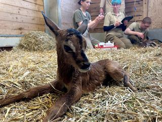 Seeloewe & Co. - tierisch beliebt