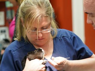 Dr. Ks tierische Notaufnahme