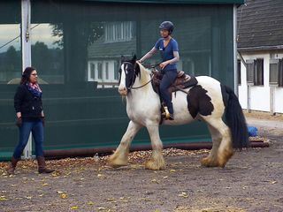 Die Pferdeprofis Die Pferdeprofis