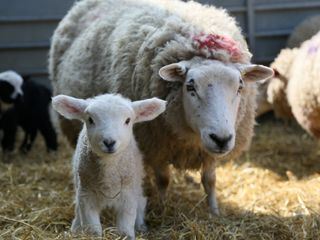 Tierische Mamas