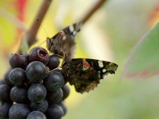 Wein am Rhein (2)