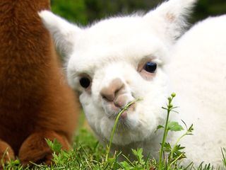 Ein Leben mit Alpakas