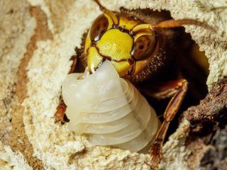 Durch das Jahr in der weltweiten Wildnis