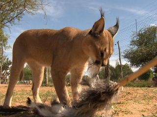 Das Waisenhaus fuer wilde Tiere