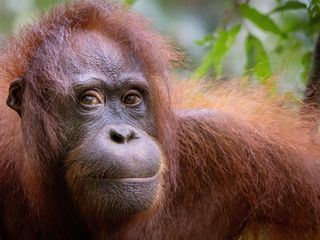Orang-Utans - Die unbekannten Menschenaffen