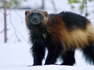 Schweden - Ruf der Wildnis