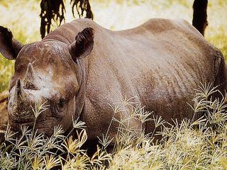 Elefant, Tiger & Co.