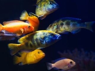 Taiwan: Die Insel der Fische