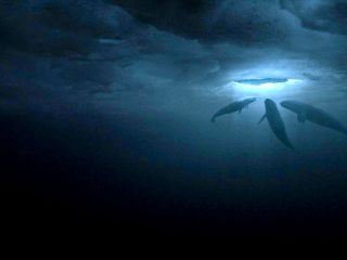 Der Ruf der Wale Der Ruf der Wale