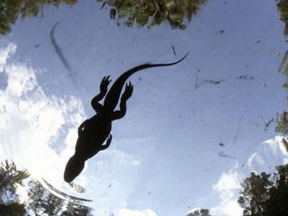Krokodil vs. Alligator