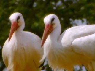 Loewenzaehnchen - Eine Schnueffelnase auf Entdeckungstour