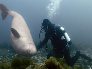Stelldichein der Lodden vor Neufundland