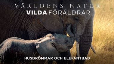 Vaerldens natur: Vilda foeraeldrar