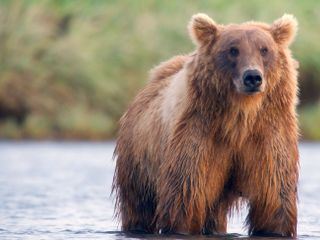 Alaskas Riesenbaeren