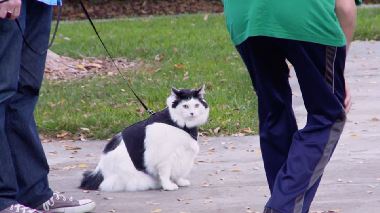 Der Katzenfluesterer