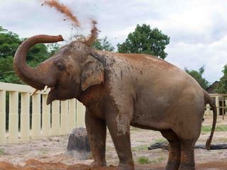 Cher und der Elefant
