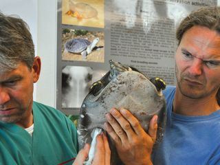 Turtle Hero - Ein Leben fuer die Schildkroeten