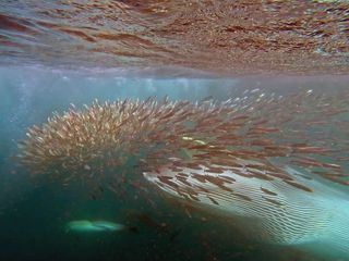 Sardine Run - Naturspektakel vor Suedafrika Sardine Run - Naturspektakel vor Suedafrika