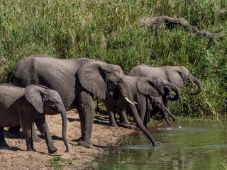 Tierische Titanen Tierische Titanen