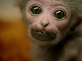 Zoo und so - Tierisch wild!