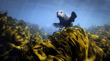 Irlands vilda oevaerld