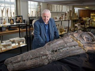 David Attenborough - Auf den Spuren des Seedrachen