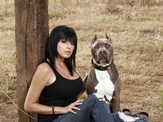 Pitbulls auf Bewaehrung