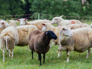 Lecker aufs Land - Die Hofmeisterschaft