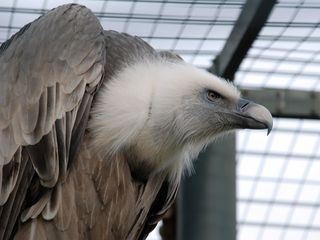 Eisbaer, Affe & Co.