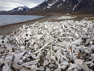 Segreti nel ghiaccio