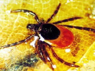 Parasiten packen aus Parasiten packen aus