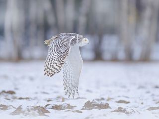 Kanada: Ein Jahr in der Wildnis