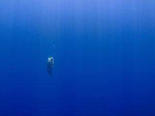 50 Shades of Sharks - Haie leben gefaehrlich - The private Life of Sharks